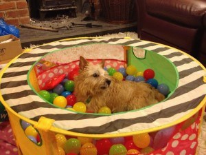 Homily enjoying some time in the ballpit