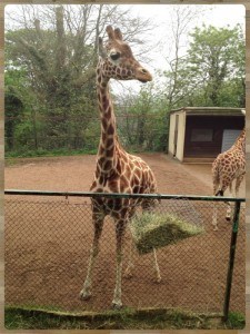 We saw a Topsy!