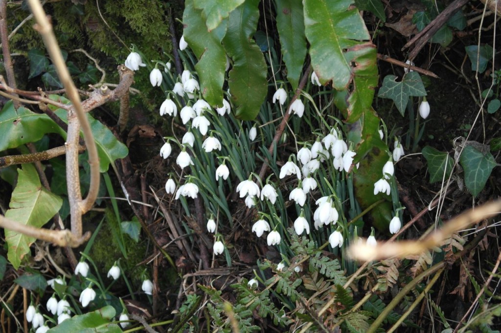 snowdrops
