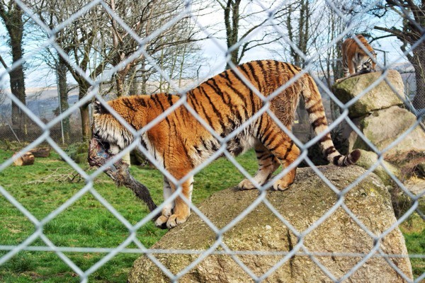 The tiger who came to tea