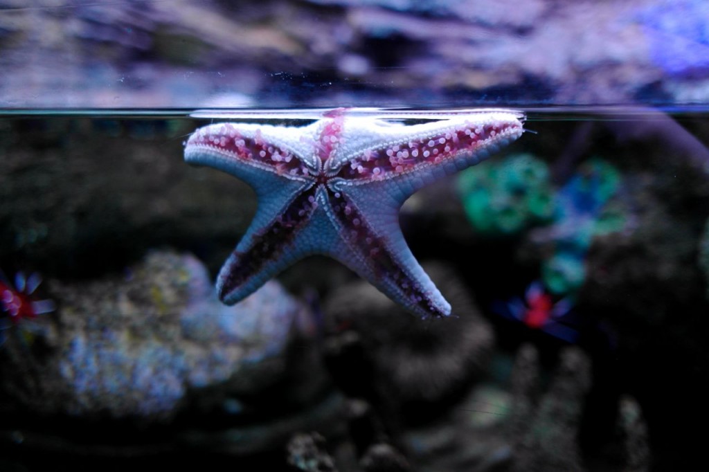 Starfish