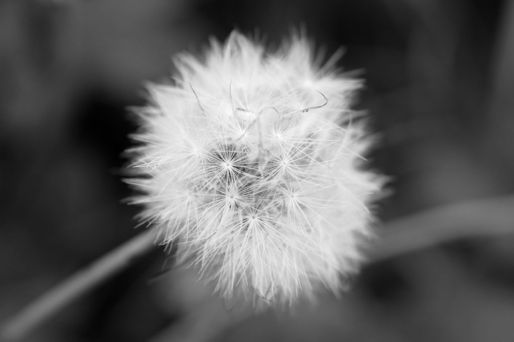 Dandelion Seeds