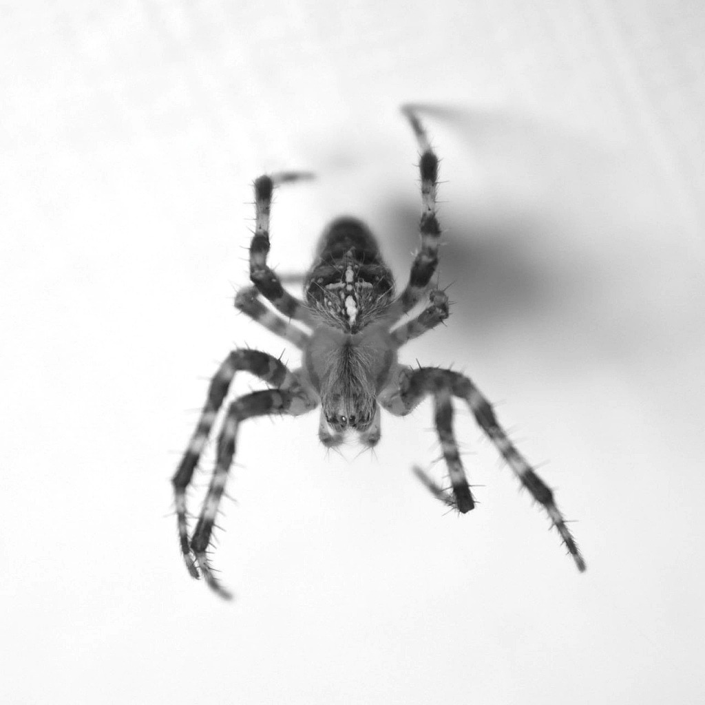 Spider