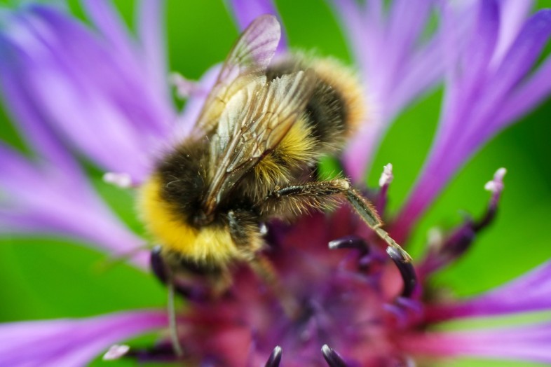 Bee