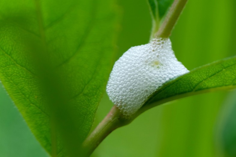 Spittlebug