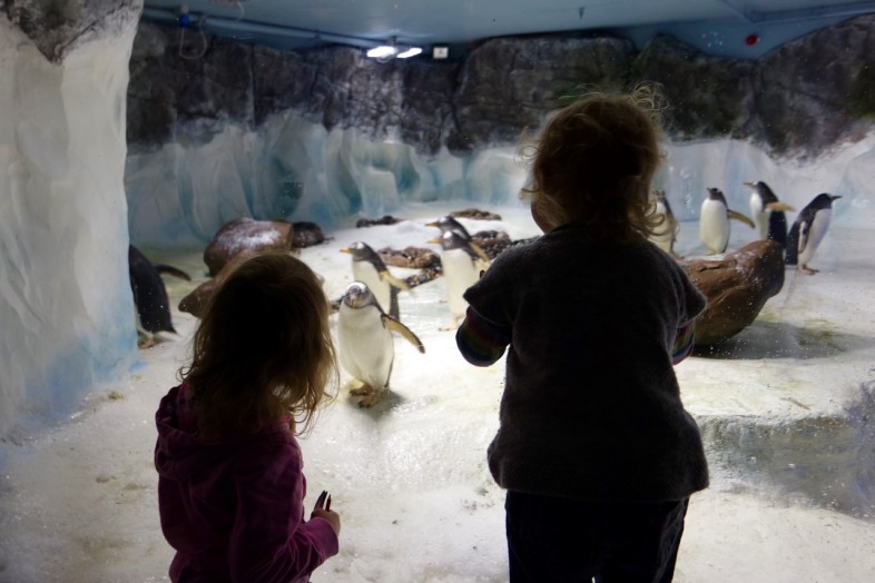 Watching the Penguins at Sea Life Centre