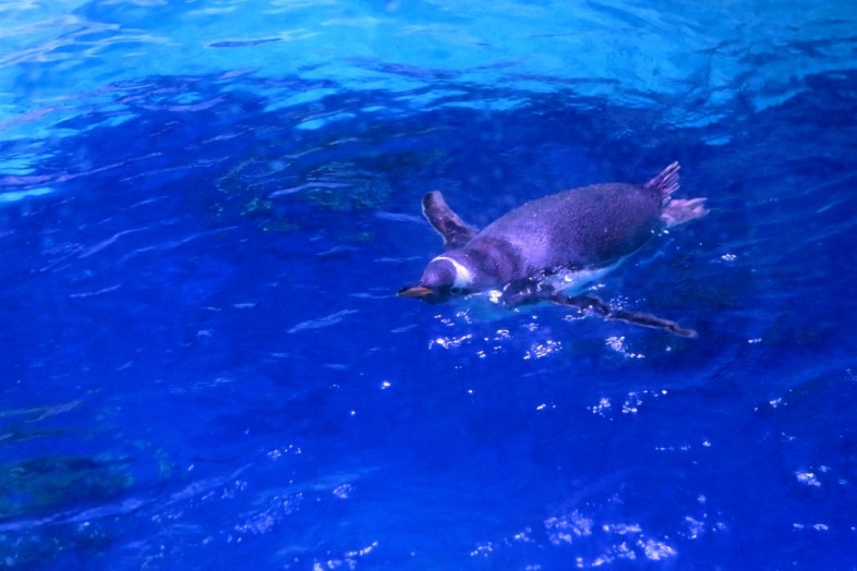 Swimming Penguin - Sea Life Birmingham