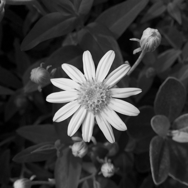 Flower - Monochrome