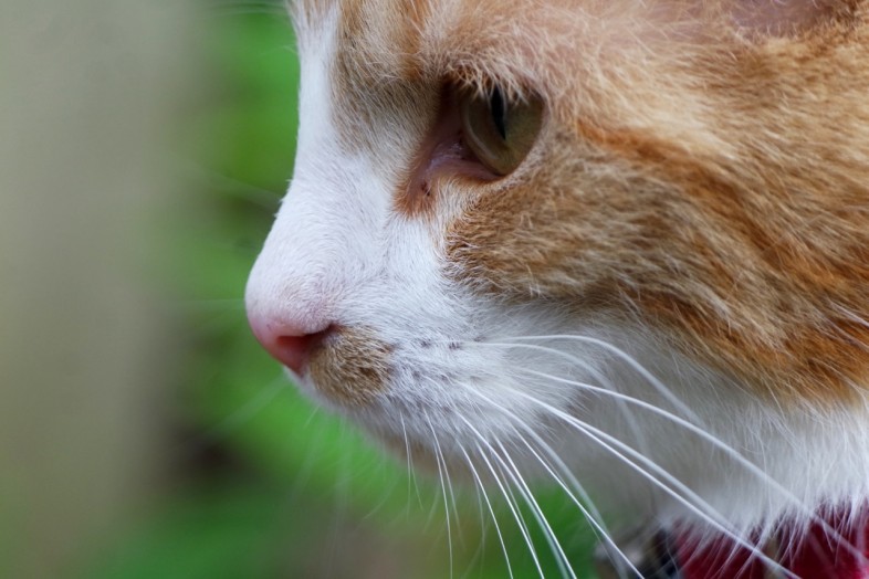 Tigger in profile