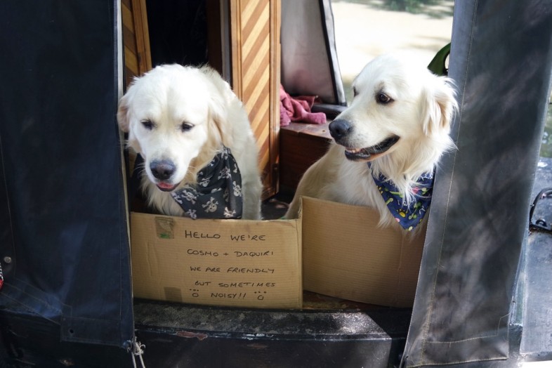 Barge Dogs
