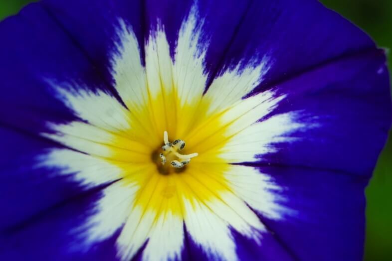 Flower in Eden