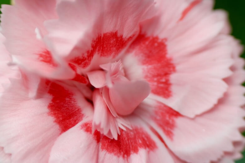 Pink Flower