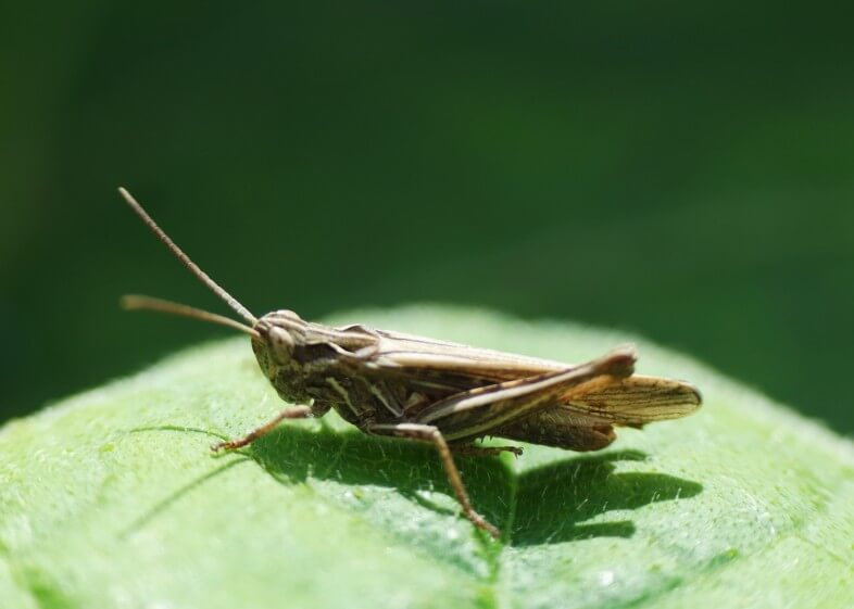 Grasshopper
