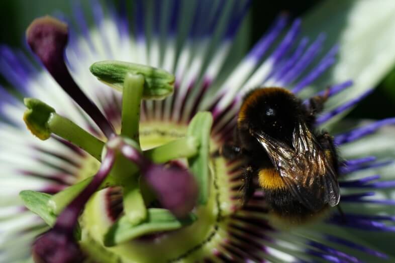 Passionflower