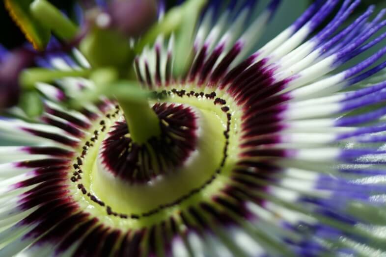 Passionflower