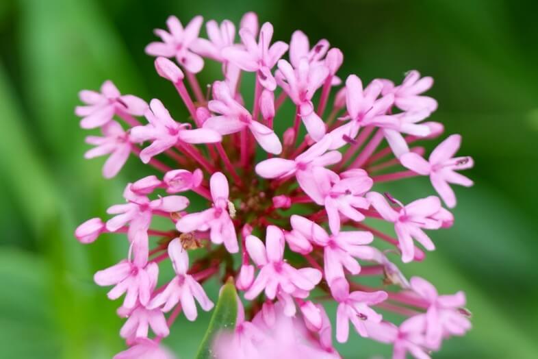 Pink flower