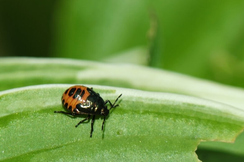 Baby ladybird