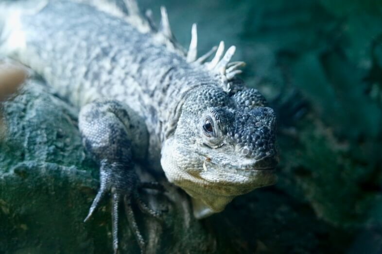An iguana posing for the camera on our last visit!