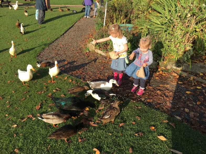 Feeding the ducks