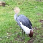 Zoo - Thomas Land at Drayton Manor
