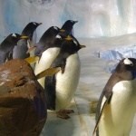 Penguins