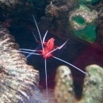 Sea Life Centre