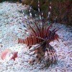Sea Life Centre