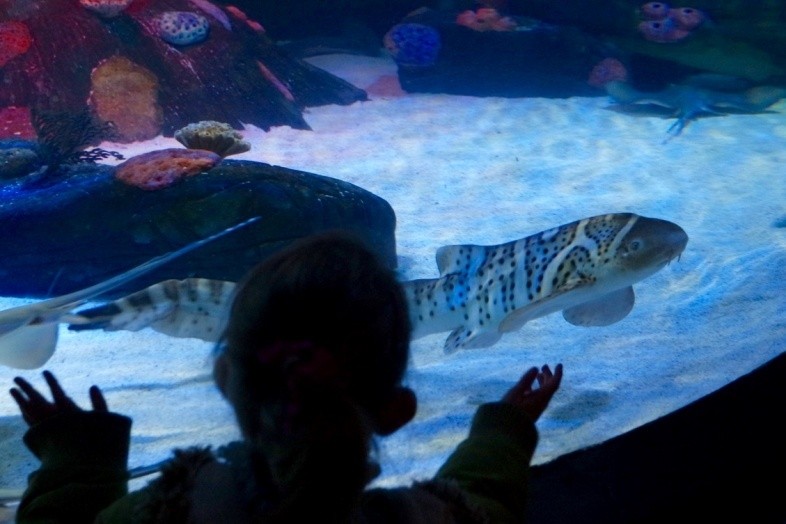 Zebra shark - Sea Life Centre