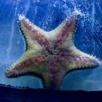 Starfish at Sea Life Centre