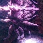 Starfish - Sea Life Centre
