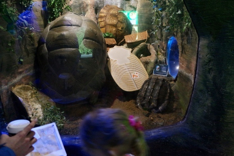 Dinosaur bone hunt