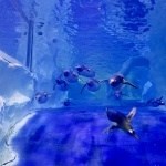 Penguins