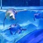 Penguins