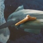 Shark Tooth