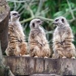 Zoo - Thomas Land at Drayton Manor