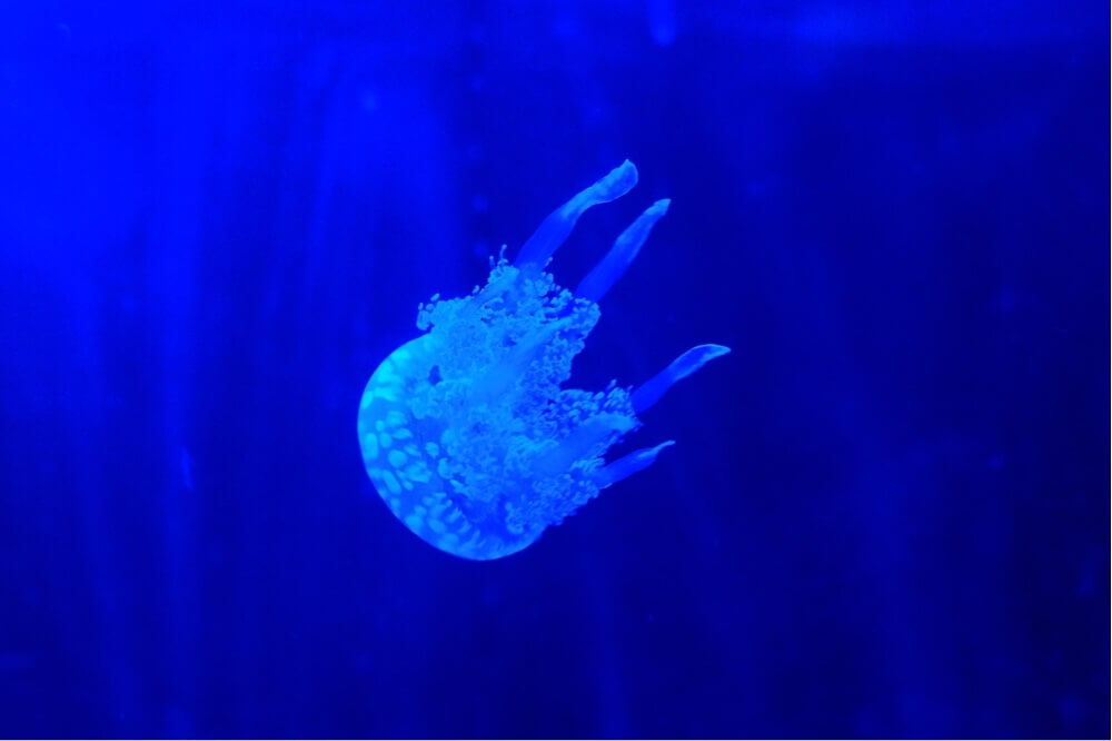 jellyfish