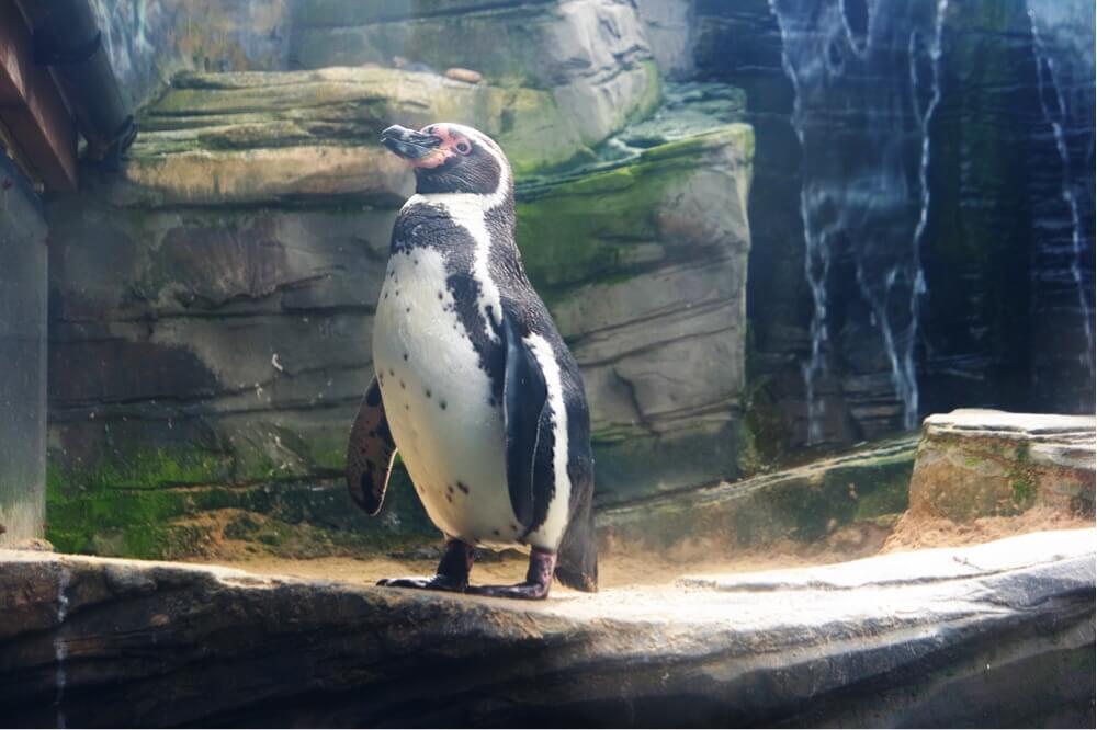 penguin
