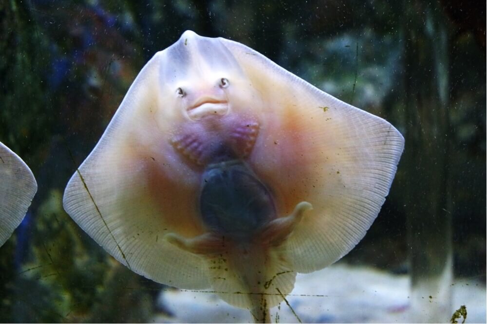 baby Ray