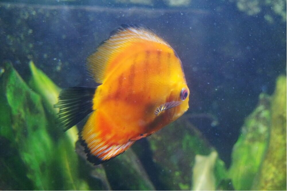 fish