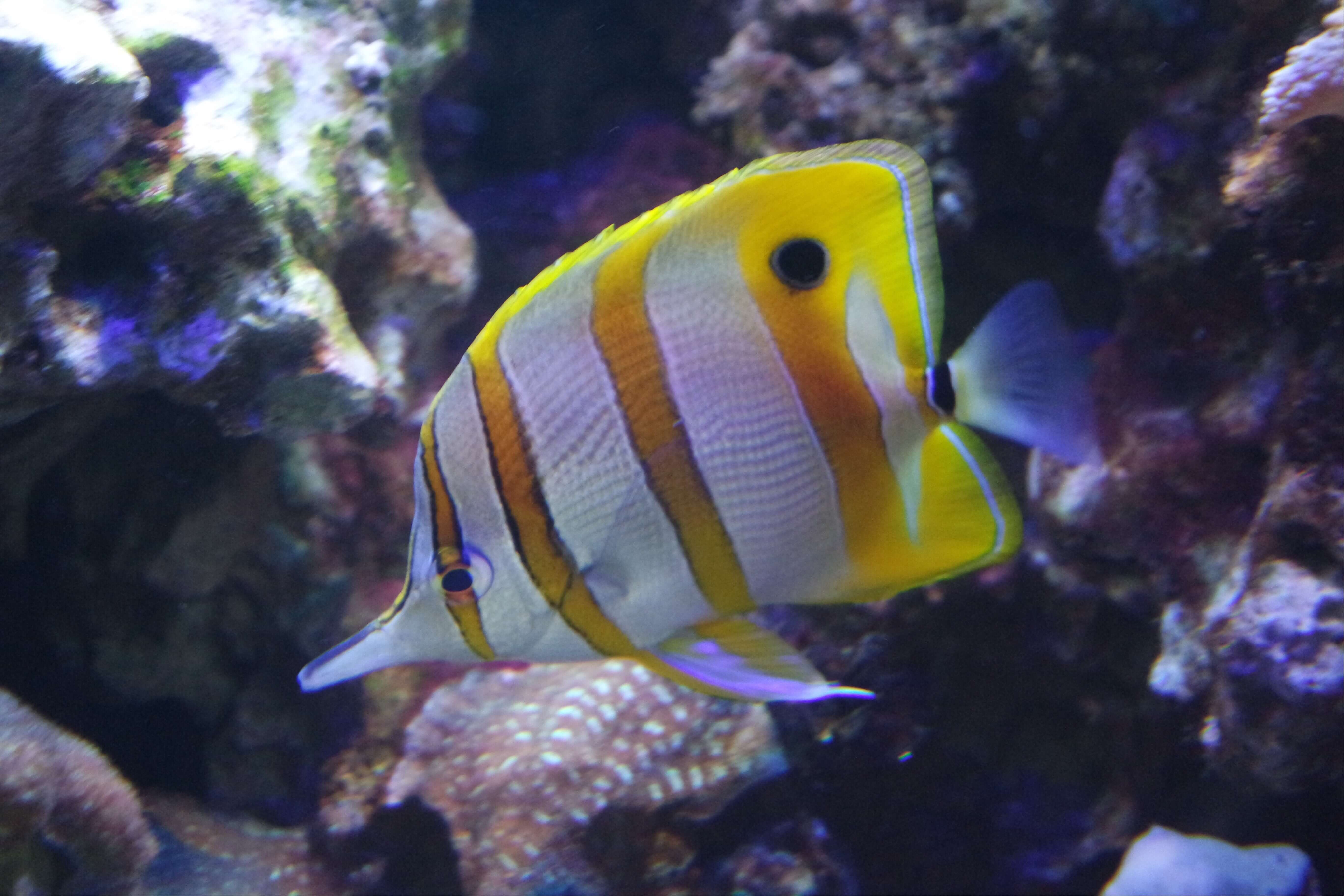 fish