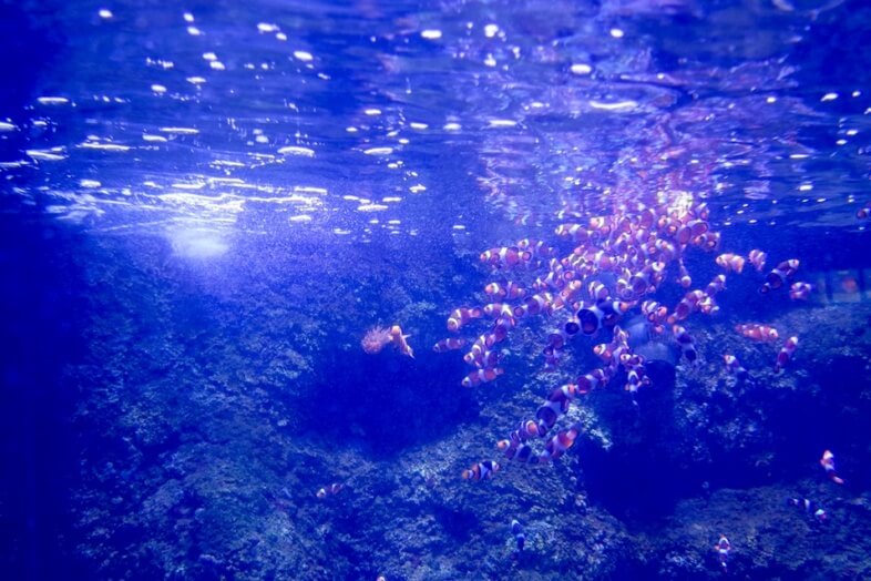 Clownfish