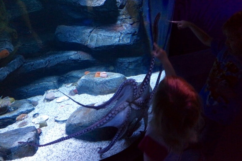 Octopus
