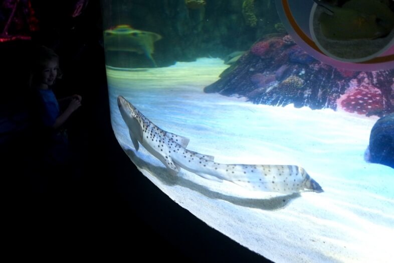 Zebra Shark