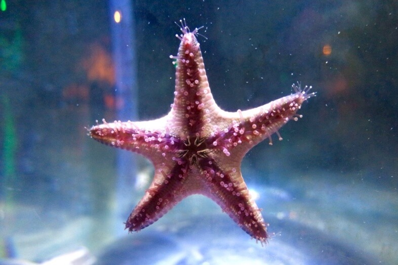 Starfish