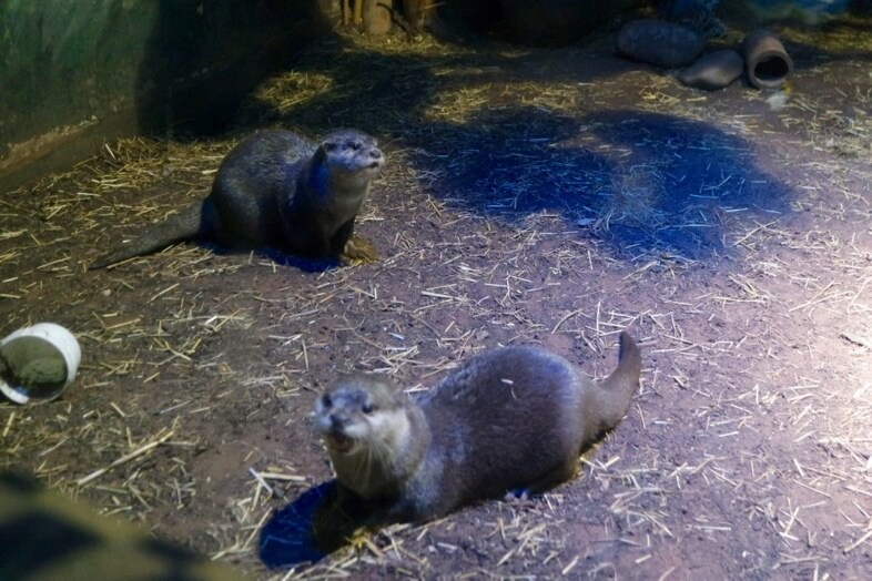 Otters