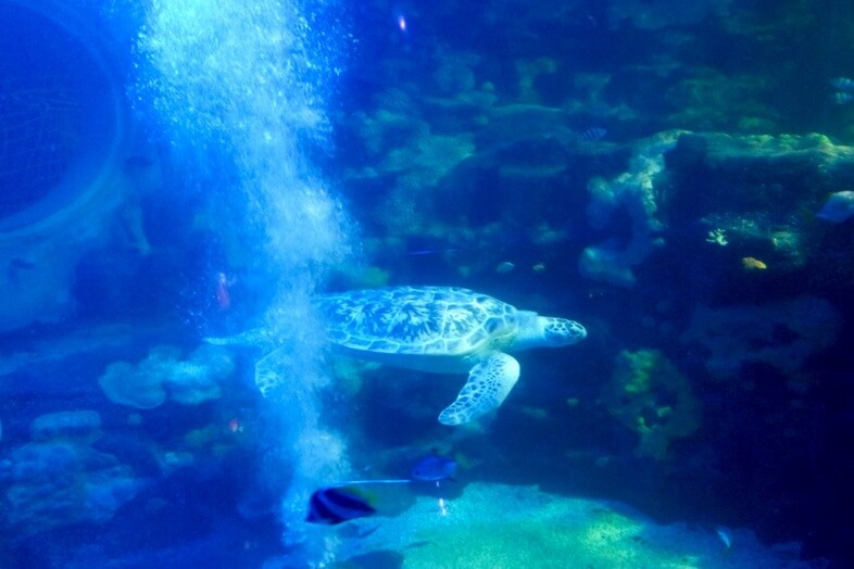 Sea Turtle
