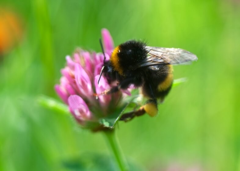 Bumblebee