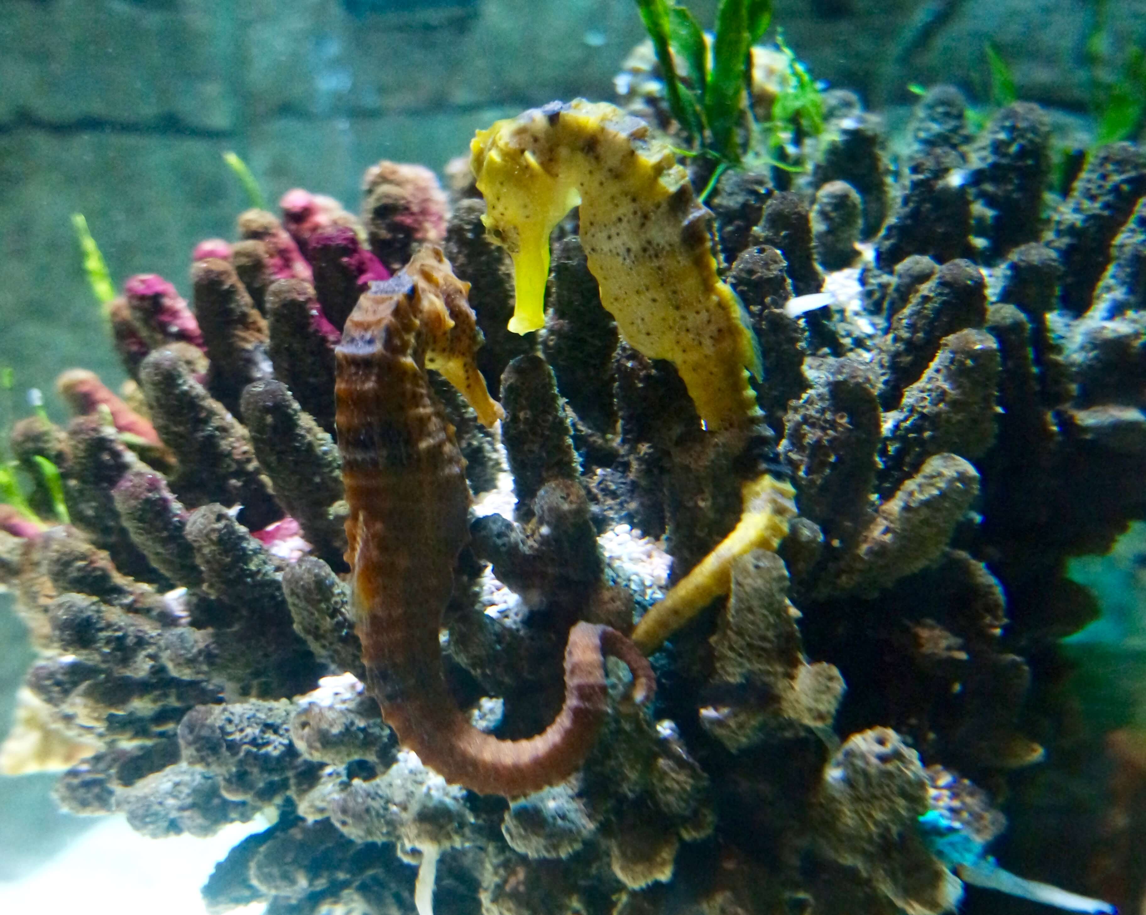 Seahorses