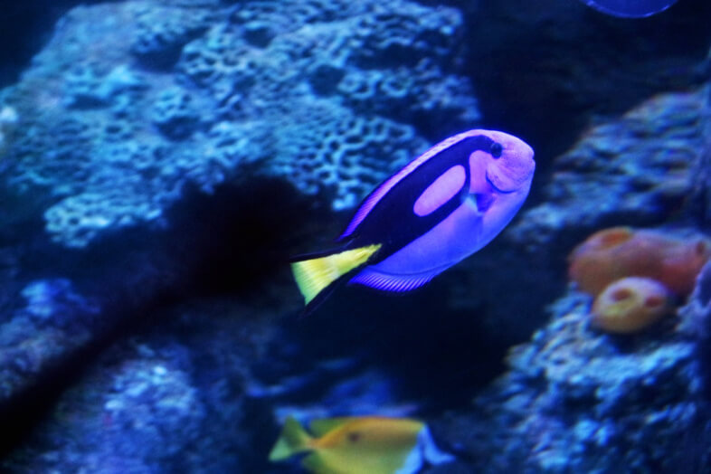 Dory - Blue Tang fish - Sea Life Birmingham