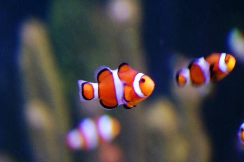 Nemo - clownfish - Sea Life Birmingham